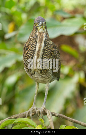 Jonge Rosse Tijgerroerdomp, immaturi Rufescent Tiger Heron Foto Stock