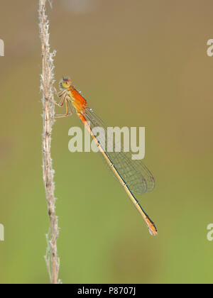 Rustende Tengere grasjuffer; scarso appoggio Blu-taild Damselfly; Foto Stock