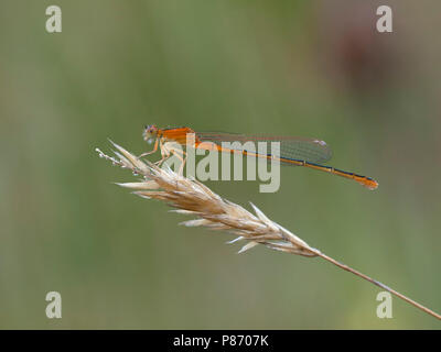 Rustende Tengere grasjuffer; scarso appoggio Blu-taild Damselfly; Foto Stock