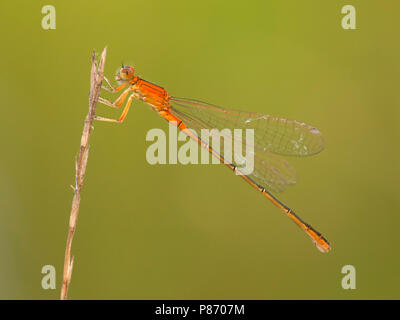 Rustende Tengere grasjuffer; scarso appoggio Blu-taild Damselfly; Foto Stock