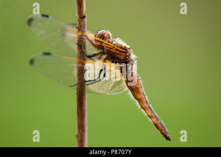 Bruine korenbout, scarse Chaser Foto Stock