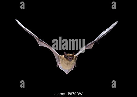 In Laatvlieger de vlucht; Subedema Bat in volo Foto Stock