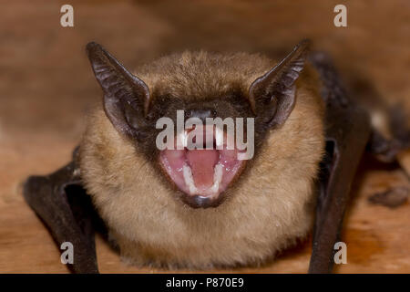 Laatvlieger, subedema, Eptesicus serotinus Foto Stock