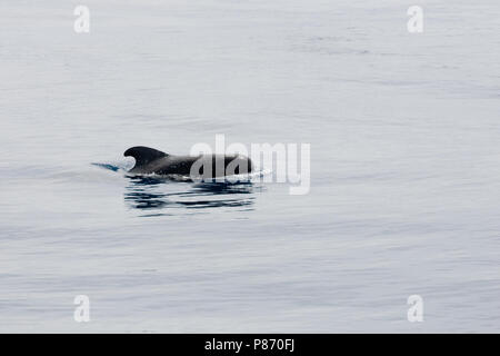 Indische griend, corto-alettato di Balene Pilota, Globicephala macrorhynchus Foto Stock