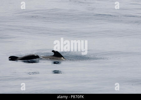 Indische griend, corto-alettato di Balene Pilota, Globicephala macrorhynchus Foto Stock