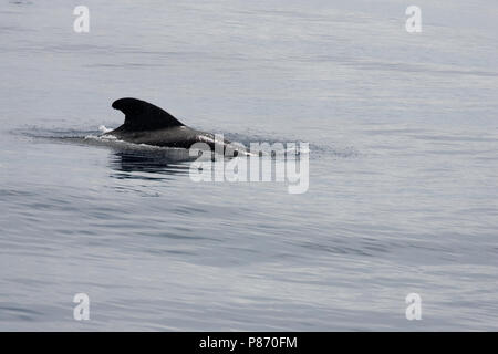 Indische griend, corto-alettato di Balene Pilota, Globicephala macrorhynchus Foto Stock