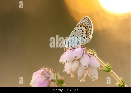 Heideblauwtje; argento-blu chiodati Foto Stock