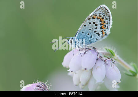 Heideblauwtje; argento-blu chiodati Foto Stock