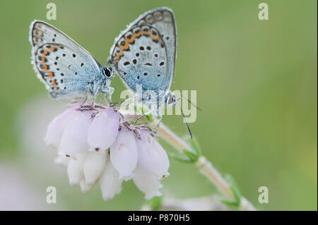 Heideblauwtje; argento-blu chiodati Foto Stock