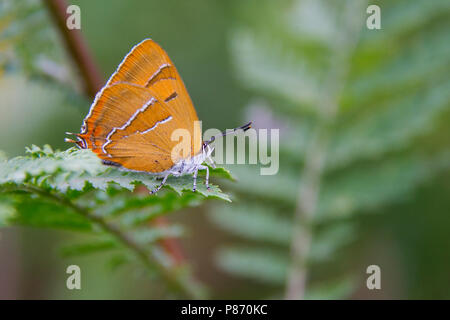 Brown Hairstreak seduta sulla foglia, Sleedoornpage zittend op blad Foto Stock