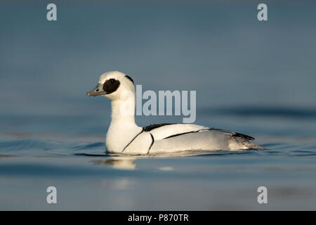 Nonnetje laagstandpunt; Smew maschio a basso punto di vista Foto Stock