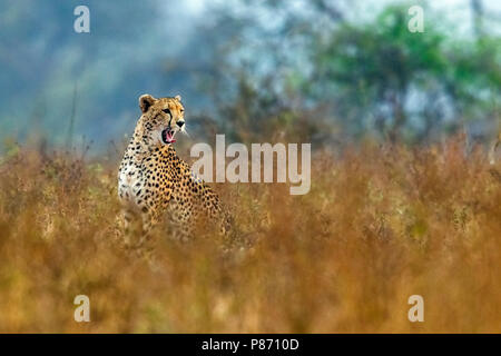 Femmina adulta namibiano sbadiglia ghepardo su Savannah in Kruger NP, Sud Africa. Giugno 2014. Foto Stock