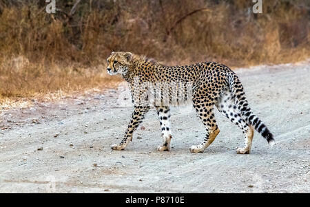 Immaturo Cheetah namibiano camminando sulla strada in Kruger NP, Sud Africa. Giugno 2014. Foto Stock