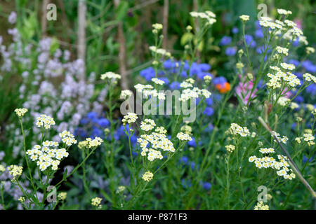 English macis erbe commestibili Achillea ageratum crescente con cornflowers e viola di lavanda in un paese giardino nel luglio del West Wales UK KATHY DEWITT Foto Stock