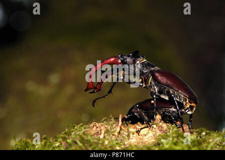 Vliegend hert, Stag beetle Foto Stock