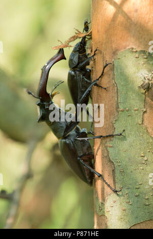 Vliegend hert, Stag beetle Foto Stock