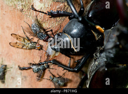 Vliegend hert, Stag beetle Foto Stock