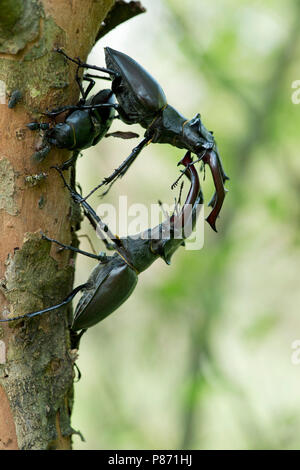 Vechtende Vliegend hert mannetjes, combattendo i maschi Stag beetle Foto Stock