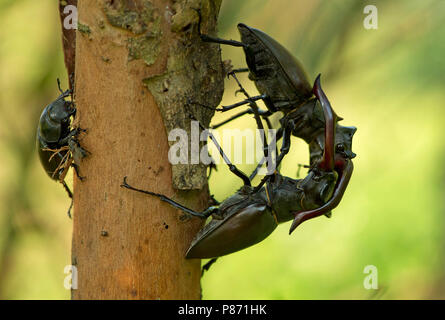 Vechtende Vliegend hert mannetjes, combattendo i maschi Stag beetle Foto Stock