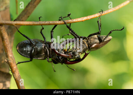 Vechtende Vliegend hert mannetjes, combattendo i maschi Stag beetle Foto Stock