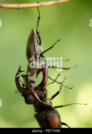 Vechtende Vliegend hert mannetjes, combattendo i maschi Stag beetle Foto Stock