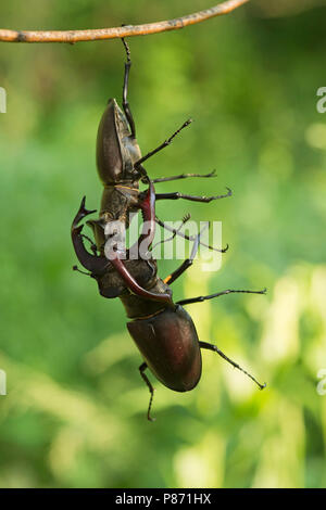 Vechtende Vliegend hert mannetjes, combattendo i maschi Stag beetle Foto Stock