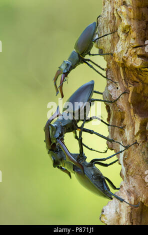 Vechtende Vliegend hert mannetjes, combattendo i maschi Stag beetle Foto Stock