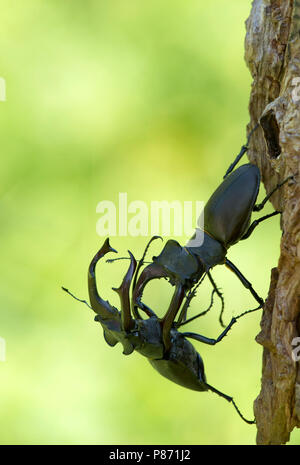 Vechtende Vliegend hert mannetjes, combattendo i maschi Stag beetle Foto Stock