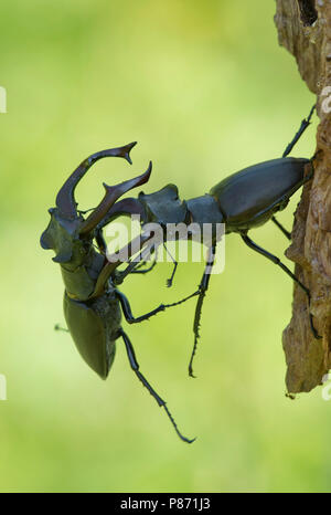 Vechtende Vliegend hert mannetjes, combattendo i maschi Stag beetle Foto Stock