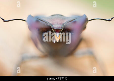 Vliegend hert close up van de kaken, Stag beetle closeup del mandibels Foto Stock