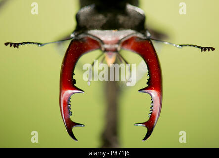 Vliegend hert close up van de kaken, Stag beetle closeup del mandibels Foto Stock