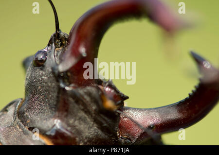 Vliegend hert close up van de kaken, Stag beetle closeup del mandibels Foto Stock