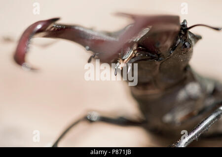 Vliegend hert close up van de kaken, Stag beetle closeup del mandibels Foto Stock