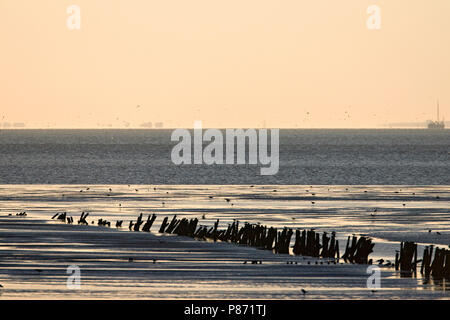 Waddenzee bij Den Oever; Waddensea a Den Oever Foto Stock