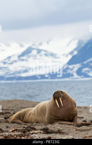 Tricheco, Odobenus rosmarus Foto Stock