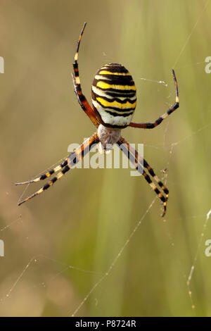 Wespspin nel web, Wasp Spider nel web Foto Stock