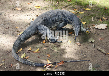 Watervaraan zoekend; il Sudest asiatico Monitor acqua ricerca Foto Stock