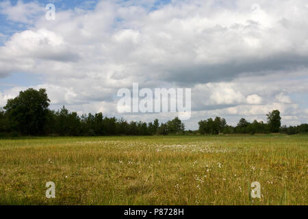 Weerriben, Paesi Bassi / Nederland Foto Stock
