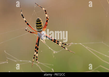 Wespenspin nel web; Wasp Spider nel web Foto Stock