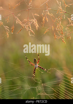 Wespenspin nel web; Wasp Spider nel web Foto Stock