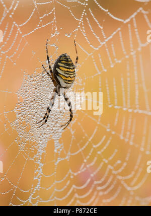 Wespenspin nel web; Wasp spider nel web Foto Stock