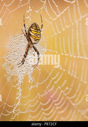 Wespenspin nel web; Wasp spider nel web Foto Stock