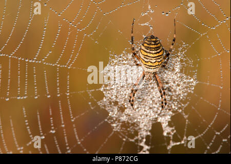 Wespenspin nel web; Wasp spider nel web Foto Stock