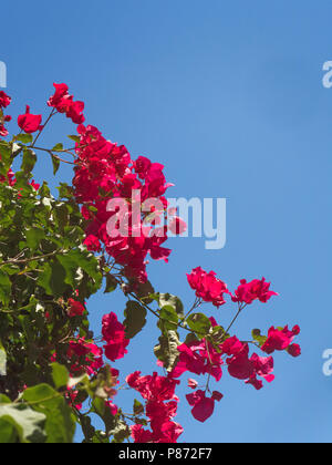 Magenta brattee della bougainvillea glabra, un vitigno ornamentali, visto nel Vescovo il giardino in Palma di Mallorca, Spagna. Foto Stock