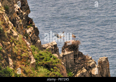 Cicogne bianche del nesting su di una scogliera sul mare in Portogallo Foto Stock