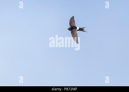 Bianco-rumped Swift battenti in Portogallo, Agosto 2012. Foto Stock