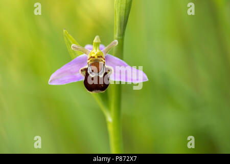 Bijenorchis rodelijst; Bee orchid red lised; Foto Stock