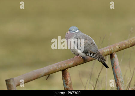 Houtduif zittend op roestig hek, comune Colombaccio seduto sulla recinzione arrugginita Foto Stock