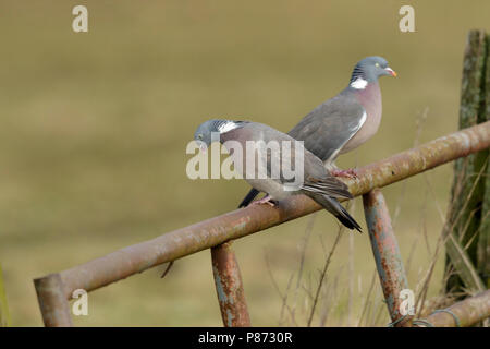 Houtduif zittend op roestig hek, comune Colombaccio seduta rusty sulla recinzione, Foto Stock