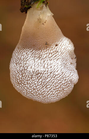 Stekeltrilzwam; Jelly dente; Pseudohydnum gelatinosum Foto Stock